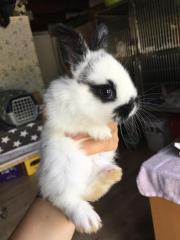 Fundtier Tier-ID 25142