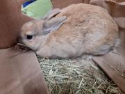 Fundtier Tier-ID 24805