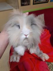 Fundtier Tier-ID 24804