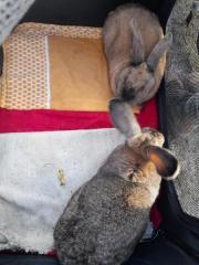 Fundtier Tier-ID 24234