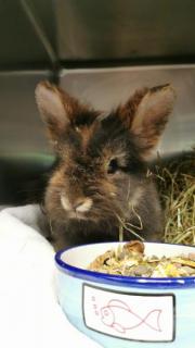 Fundtier Tier-ID 25410