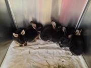 Fundtier Tier-ID 25444