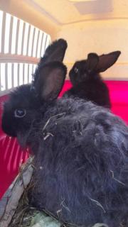 Fundtier Tier-ID 25680