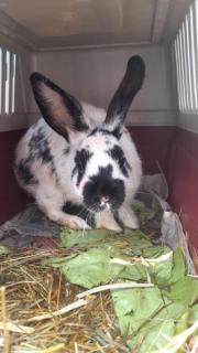 Fundtier Tier-ID 25684