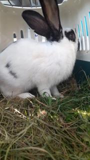 Fundtier Tier-ID 25685