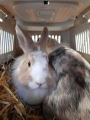 Fundtier Tier-ID 26437