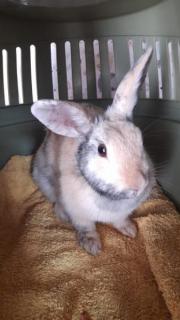 Fundtier Tier-ID 25968