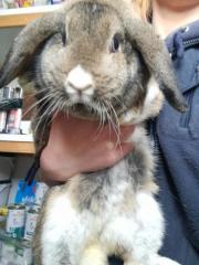 Fundtier Tier-ID 24329