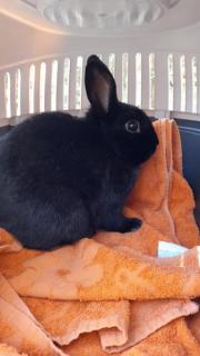 Fundtier Tier-ID 24498