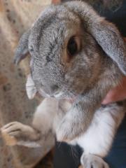 Fundtier Tier-ID 26175