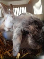 Fundtier Tier-ID 26436