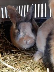 Fundtier Tier-ID 27248