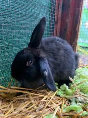 Fundtier Tier-ID 26938