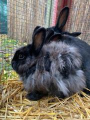 Fundtier Tier-ID 26939