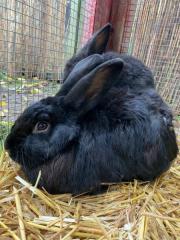 Fundtier Tier-ID 26934