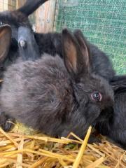 Fundtier Tier-ID 26942