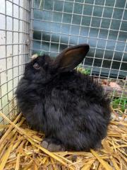 Fundtier Tier-ID 26948