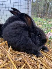 Fundtier Tier-ID 26950