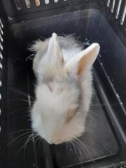 Fundtier Tier-ID 25673