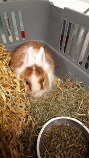 Fundtier Tier-ID 24073