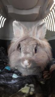 Fundtier Tier-ID 29635