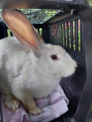 Fundtier Tier-ID 29426