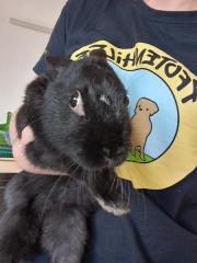 Fundtier Tier-ID 32449