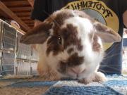 Fundtier Tier-ID 36122