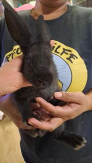 Fundtier Tier-ID 36553