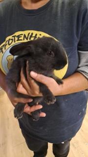 Fundtier Tier-ID 36555