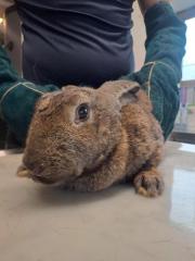 Fundtier Tier-ID 37592