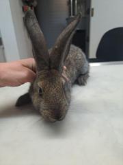 Fundtier Tier-ID 37591