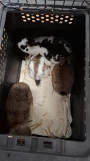 Fundtier Tier-ID 38591