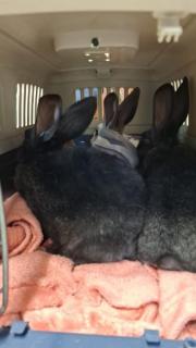 Fundtier Tier-ID 38586