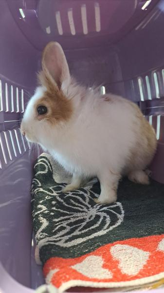 Kaninchen