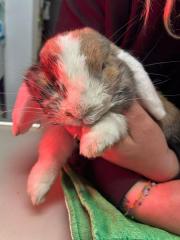 Fundtier Tier-ID 39762