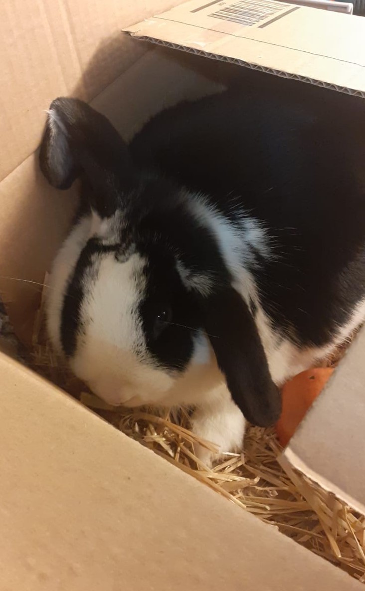 Kaninchen