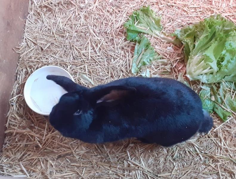 Kaninchen
