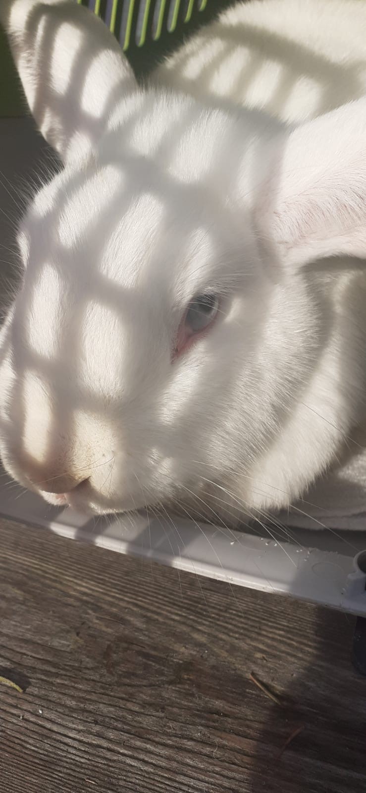 Kaninchen