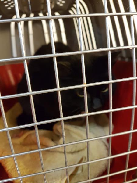 Europäische Hauskatze