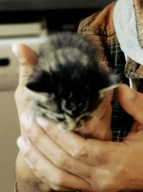 Europäische Hauskatze