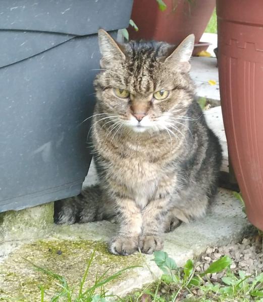 Europäische Hauskatze