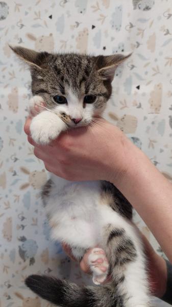 Europäische Hauskatze