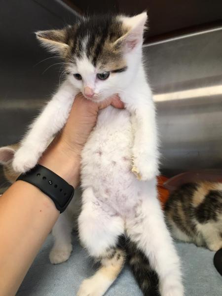 Europäische Hauskatze