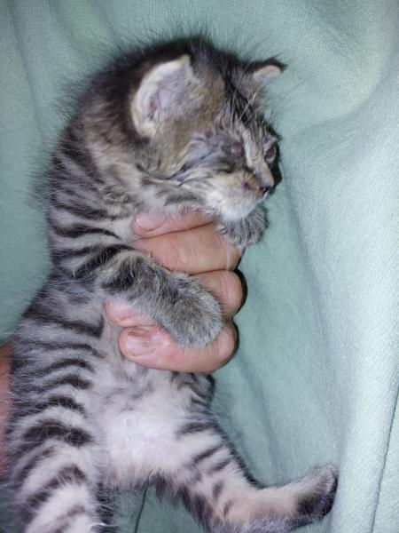 Europäische Hauskatze