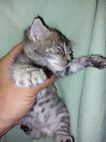 Europäische Hauskatze