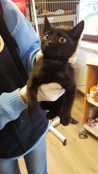 Europäische Hauskatze