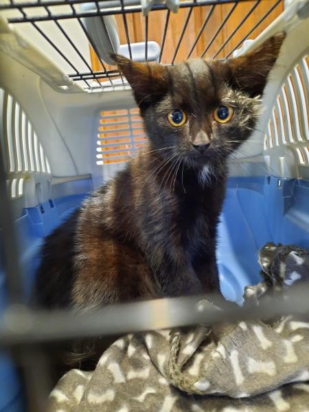 Europäische Hauskatze