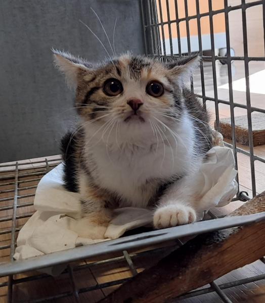 Europäische Hauskatze