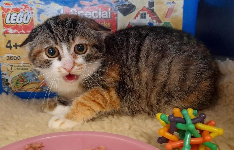 Europäische Hauskatze